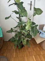 🌿 Syngonium “Mojito” – seltene Variegation 🌿