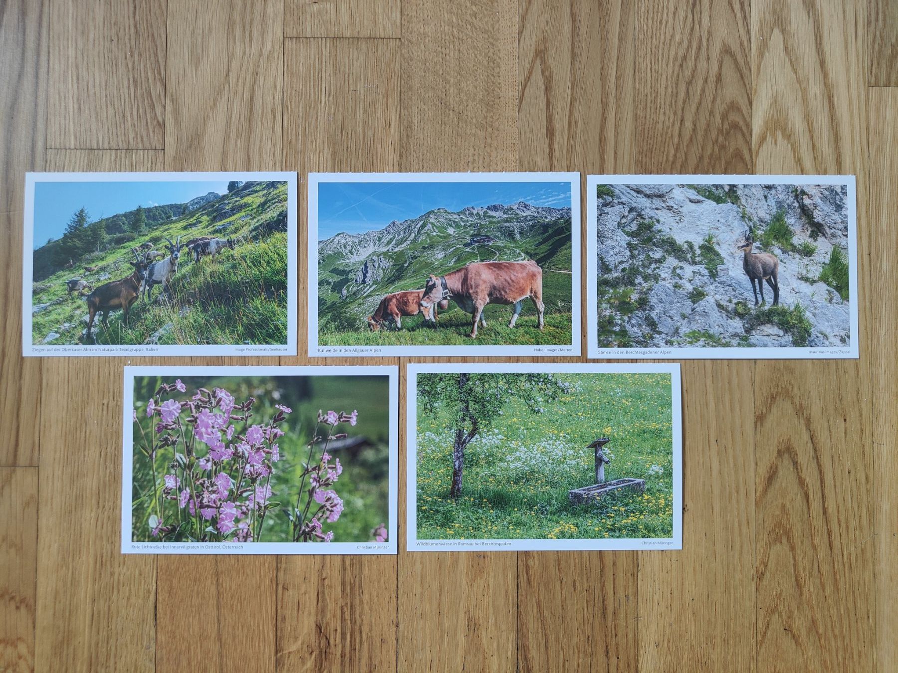 Cartoline postali: Postkarten 5 St. – Nuovo (secondo la descrizione) da Trimbach venduto da lysy507777