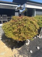 Japanischer Schltzahorn rot