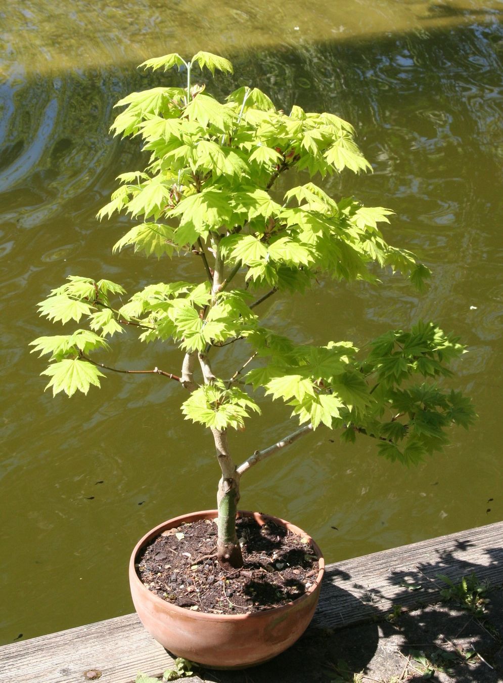 Piante & sementi: BONSAI  -  Goldahorn – Usato da Gretzenbach venduto da Sikim 2