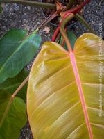 Philodendron Prince of Orange - Farbspiel in Orange-Kupfer