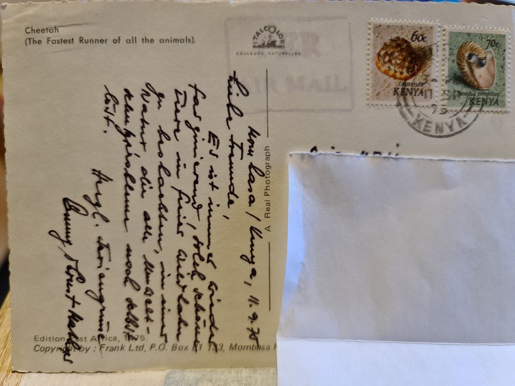 Cartoline postali: Ansichtskarte Cheetah Kenia – Usato da Dintikon venduto da Vexi 1