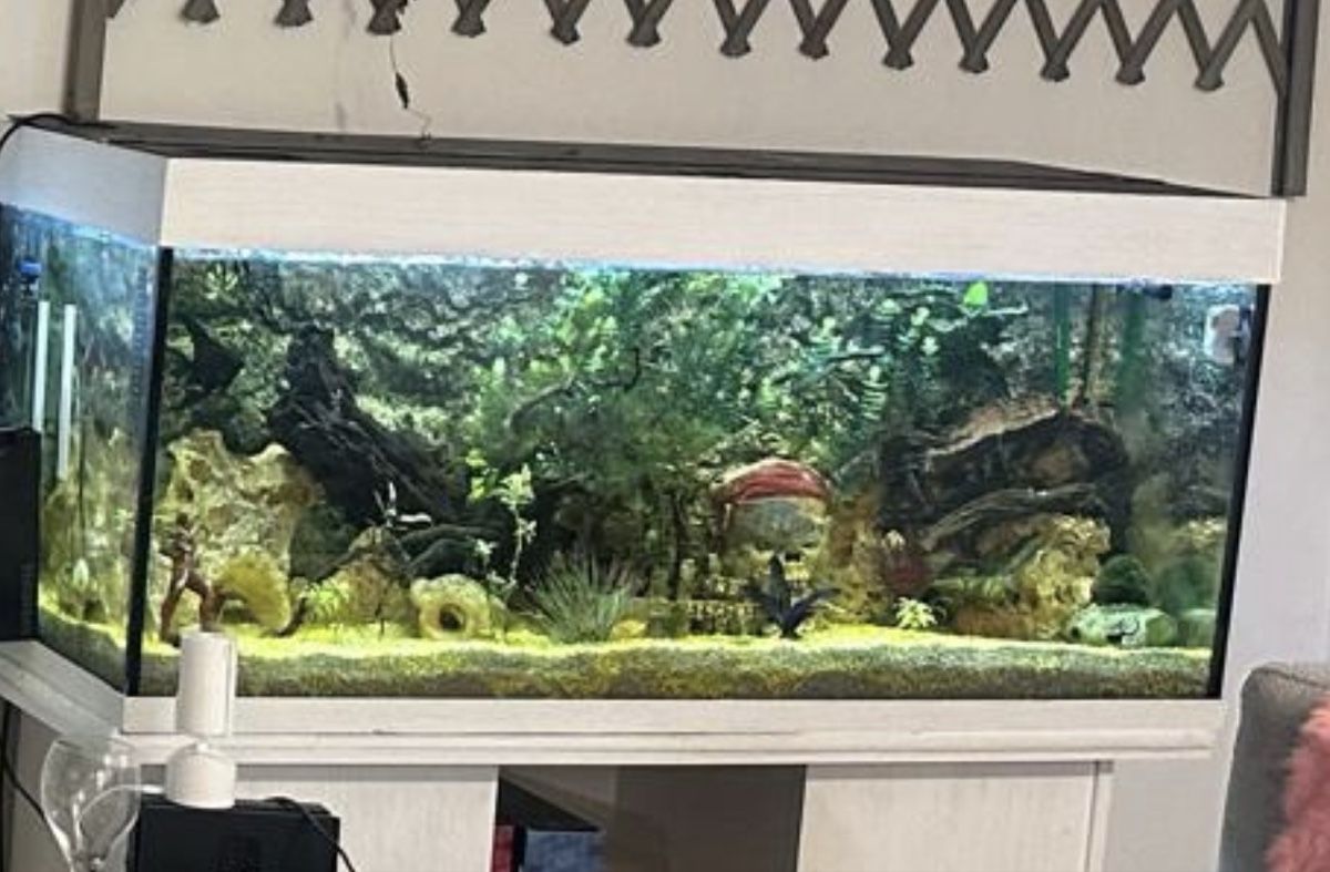 Acquari: Acquarium 240l – Usato da Chur venduto da giu_b76g 1