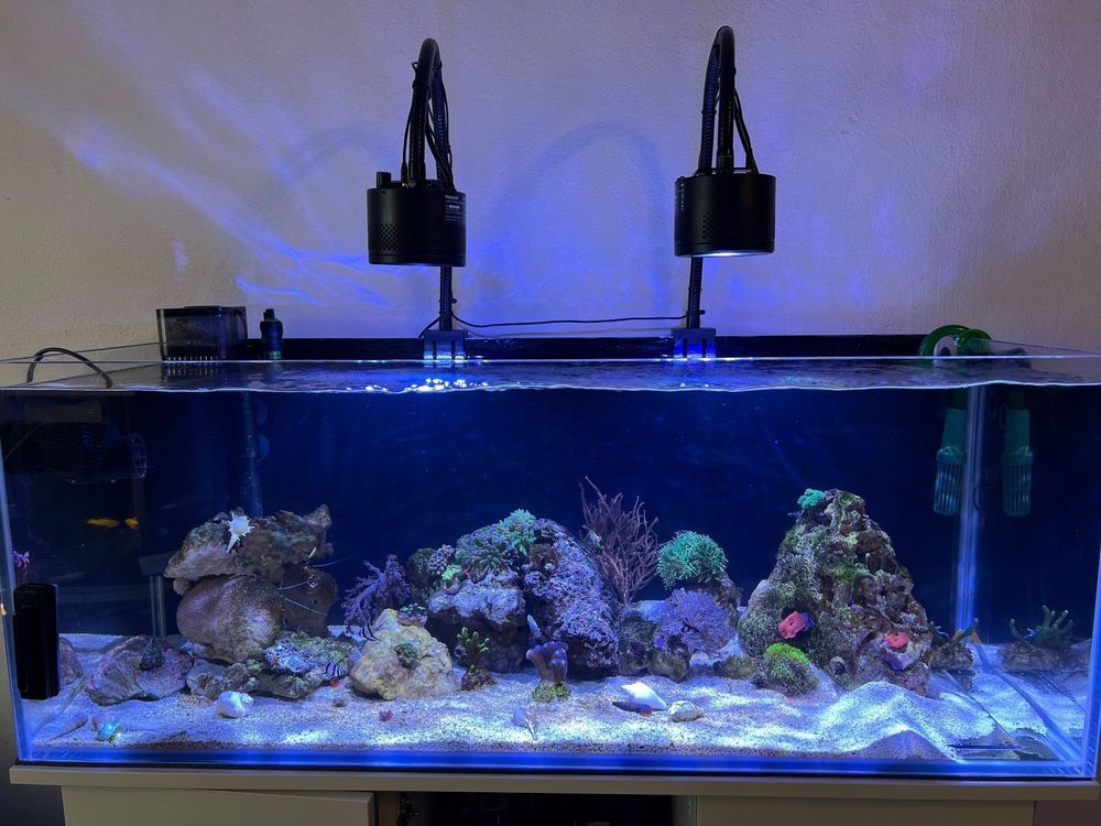 Kessil a360 hotsell tuna blue