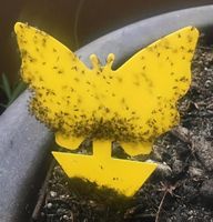Schluss mit Trauermücken! Gelbe Fliegenfallen