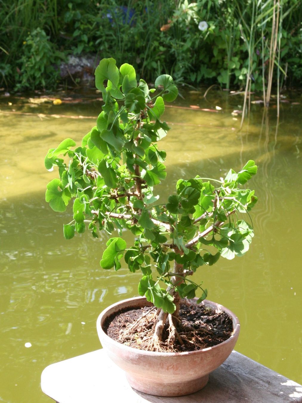 Plantes & graines: BONSAI  -  Ginkgo – D'occasion à Gretzenbach par Sikim 1