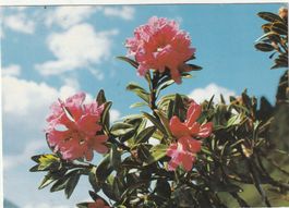 Blumenkart