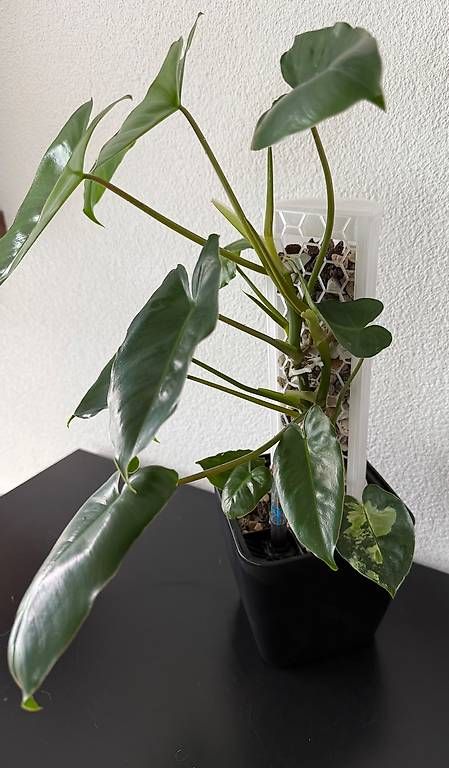 Piante & sementi: Philodendron Burle Marx Var., 3D-Rankstab, 50cm – Usato da Aadorf venduto da Arkabraa 2