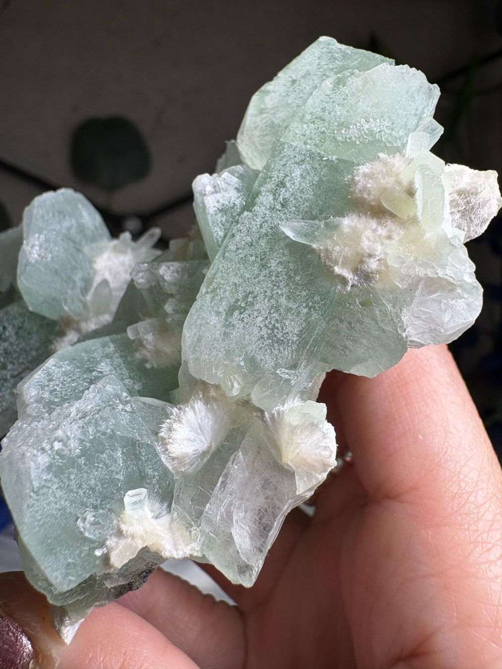 Minerali & Pietre curative: Grüner Apophyllit mit Okenit – Nuovo (secondo la descrizione) da Neuheim venduto da m.hald 3