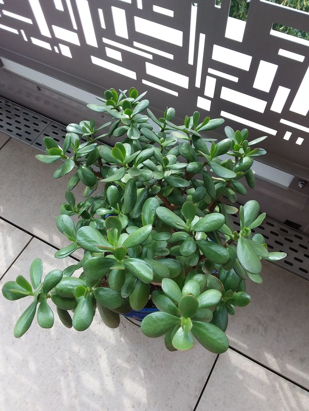 Piante & sementi: CRASSULA OVATA HOBBIT mit Topf – Usato da Uitikon Waldegg venduto da Risibisi7 2