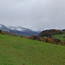 Profile image of Toggenburg