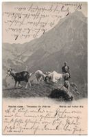Ziegen auf hoher Alp - Troupeau de chèvres, gelaufen 1905