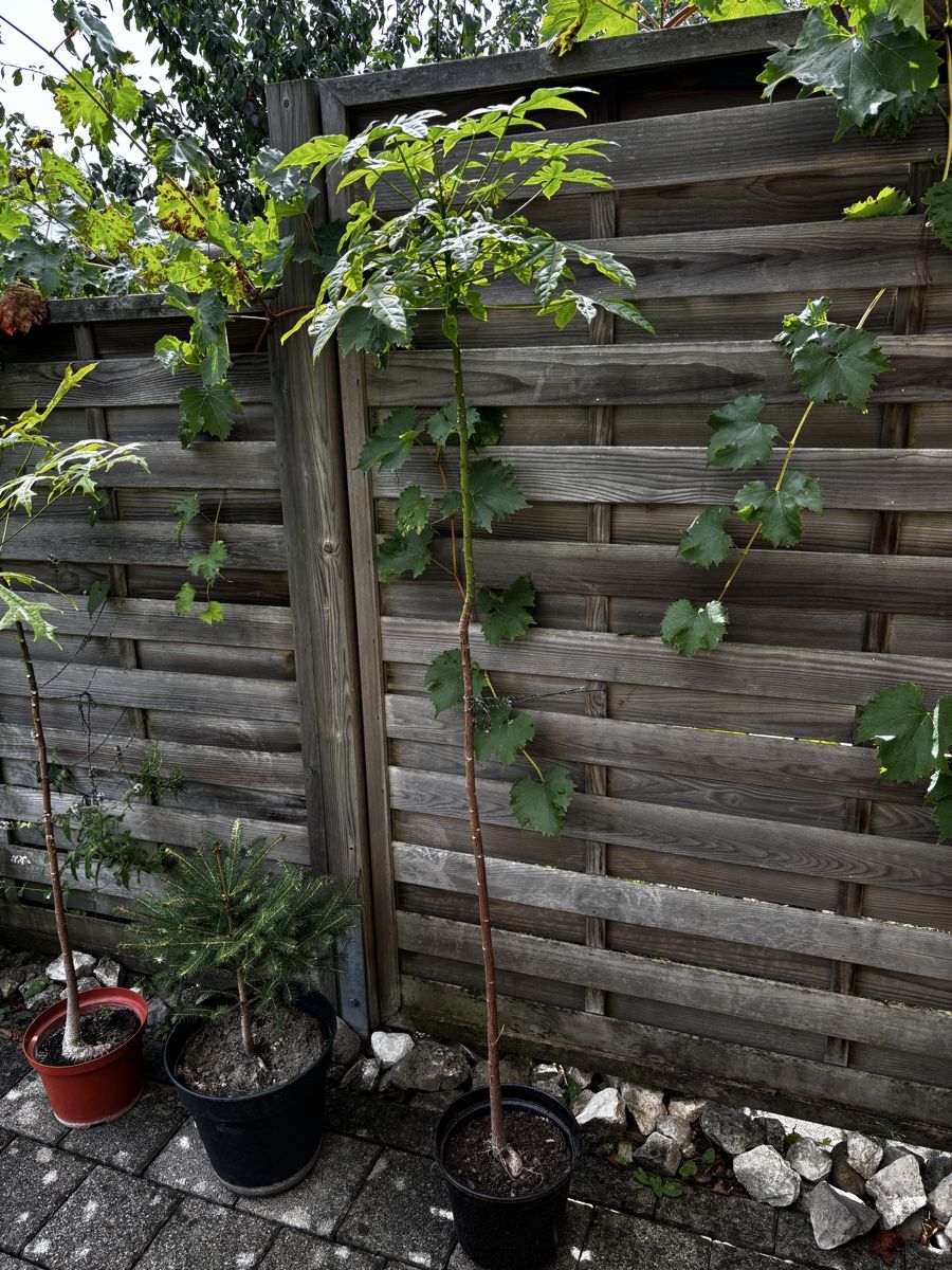 Plantes & graines: Australischer Flammenbaum – D'occasion à Aarburg par TC92 2