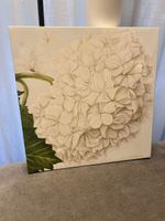 Bild Hortensie 