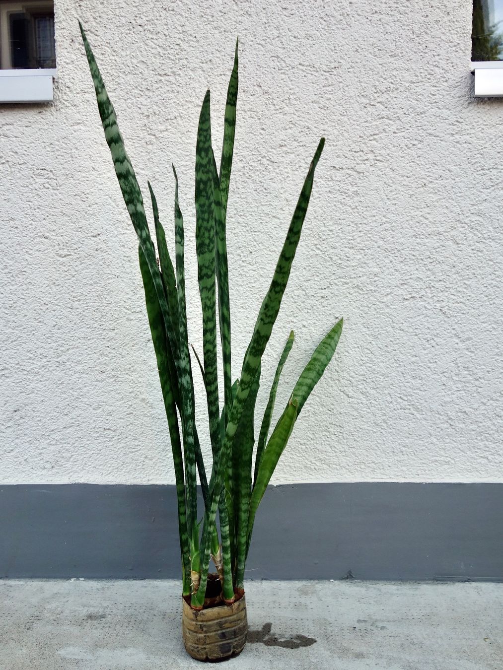 Pflanzen & Samen: Bogenhanf Sansevieria Trifasciata – Neu (gemäss Beschreibung) aus Kerzers von zimmergruen 3