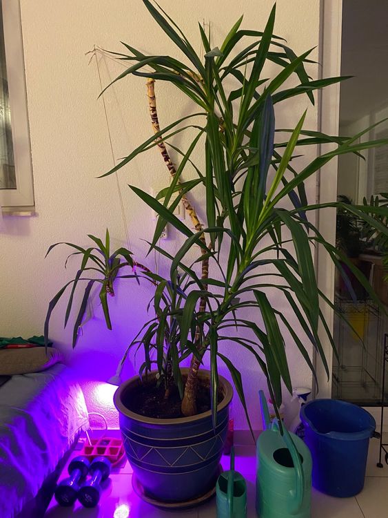 Grosser Yukka Kaufen auf Ricardo