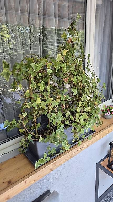 Plantes & graines: Balkonpflanze / Zimmerpflanze Efeu – D'occasion à Wetzikon ZH par Cxtnorbi1 1