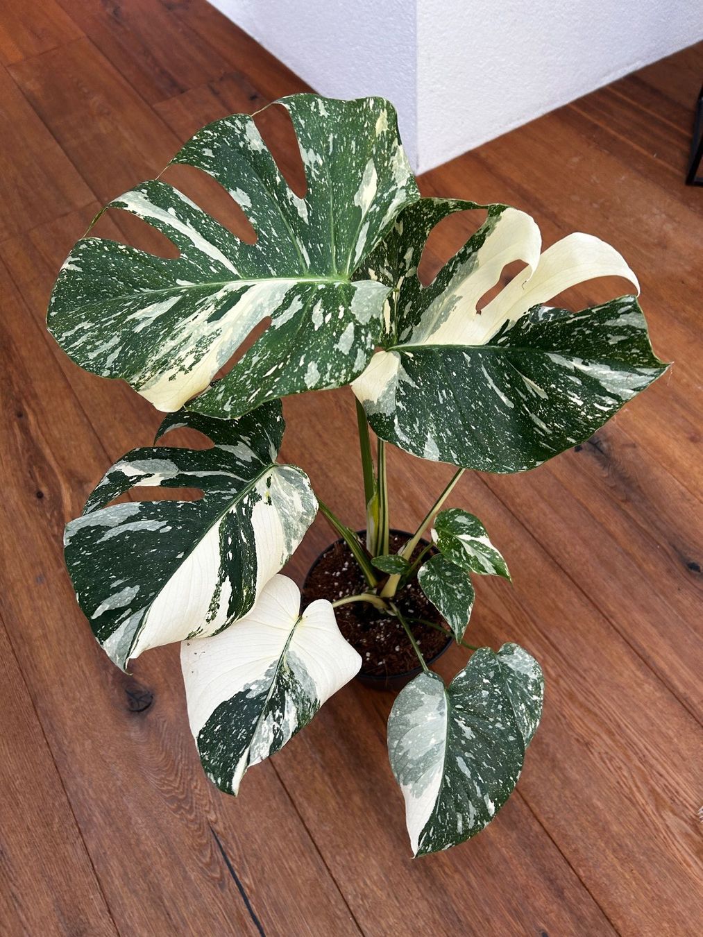 Pflanzen & Samen: Monstera Thai Constellation💚 – Gebraucht aus Wattwil von Mikesplantshop 2