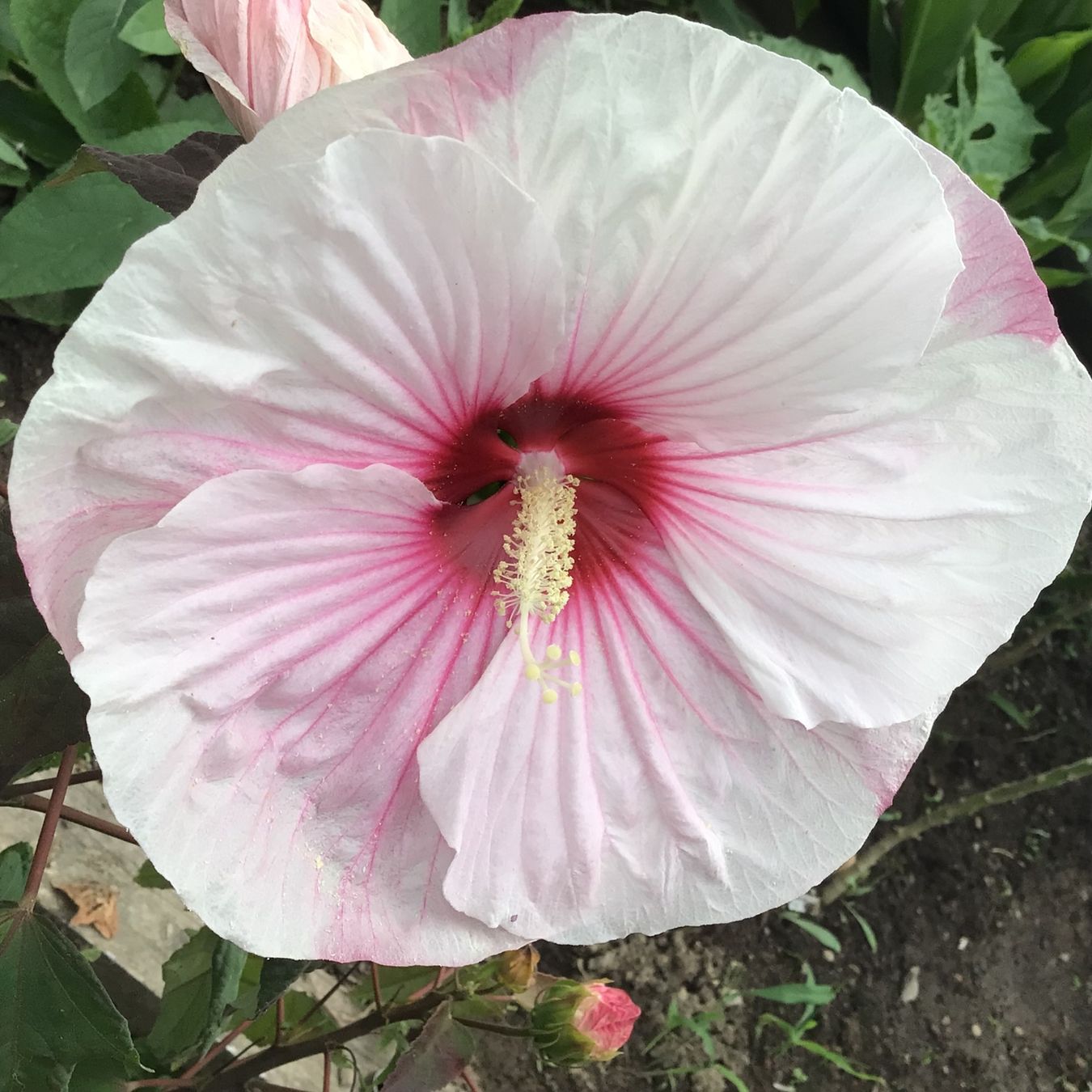 Pflanzen & Samen: Sommerblumen Mix 8 Pflanzen – Gebraucht aus seon von Agnom 6