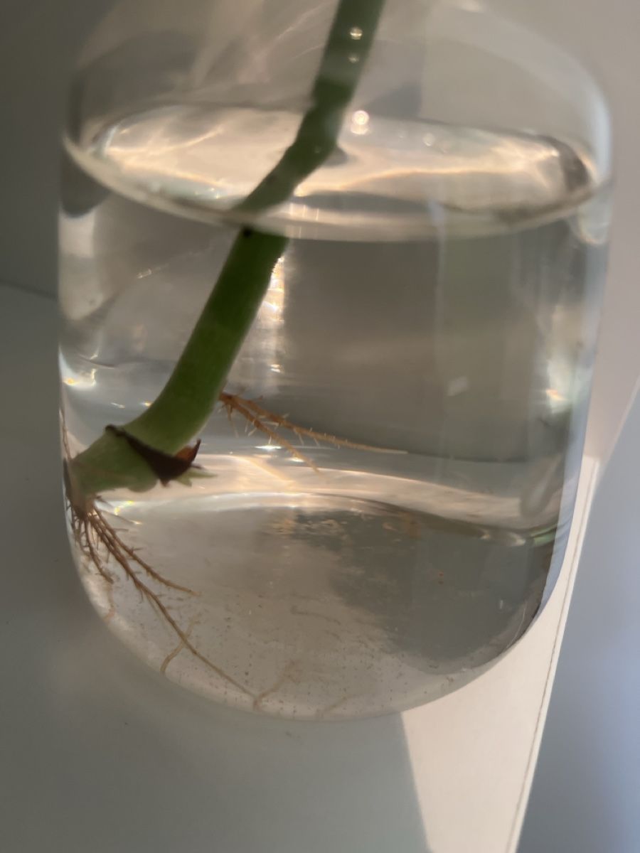 Piante & sementi: Ableger Begonia Maculata – Usato da geroldswil venduto da Mimisa 2