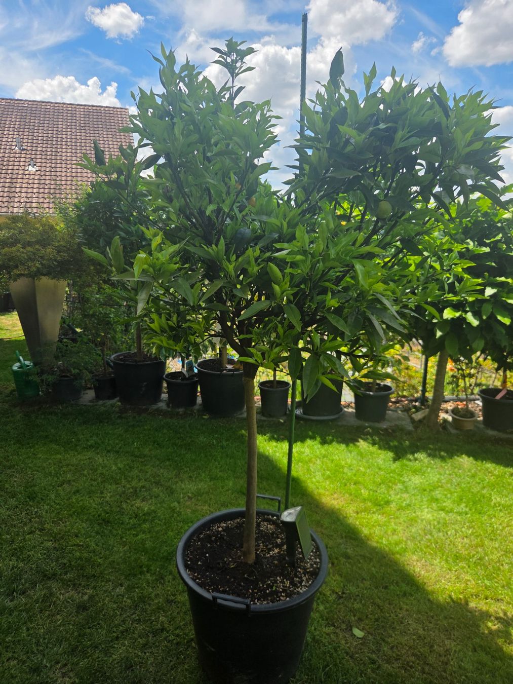 Piante & sementi: zitrus clementine baum 1m80 – Usato da Unterlunkhofen venduto da tomnova 2