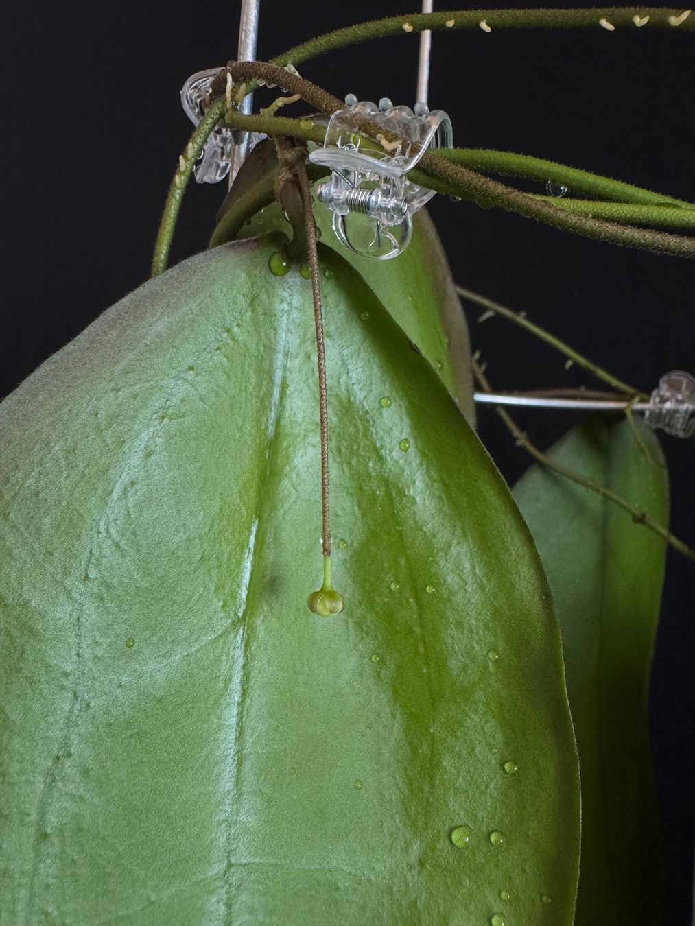 Pflanzen & Samen: Hoya sangguensis Borneo mit Blüte – Neu (gemäss Beschreibung) aus Bühler von googelibear 3