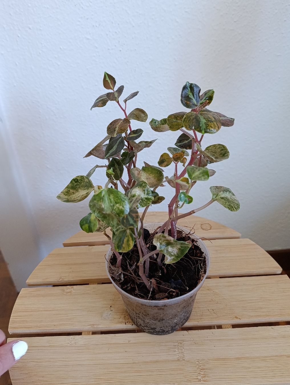 Piante & sementi: Peperomia Creme Brulee – Usato da Baar venduto da L.isa28 4