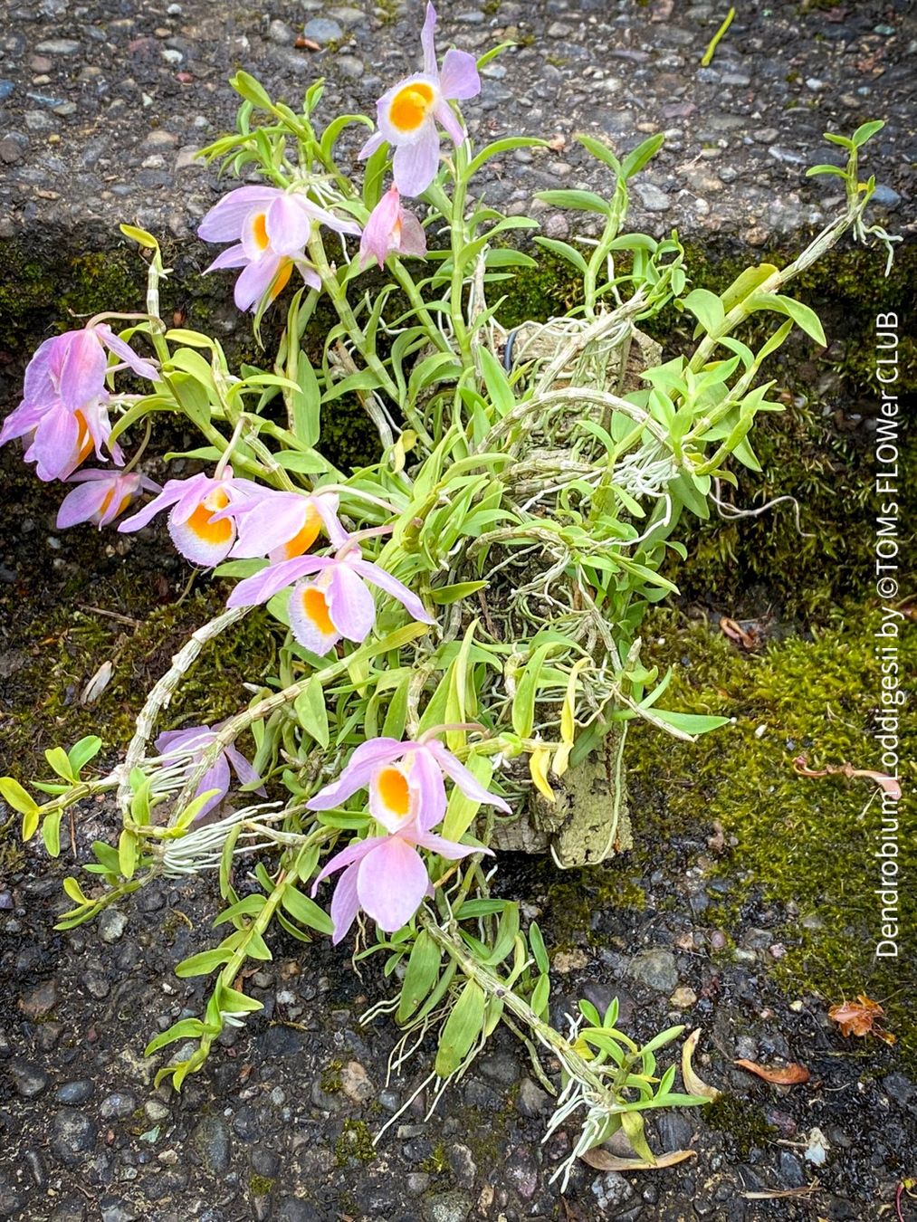 Piante & sementi: Dendrobium Loddigesii - bezaubernde Miniatur Orchidee – Nuovo e nell'imballaggio originale da Adliswil venduto da TAKEYOURPLANT 8