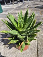 Aloe