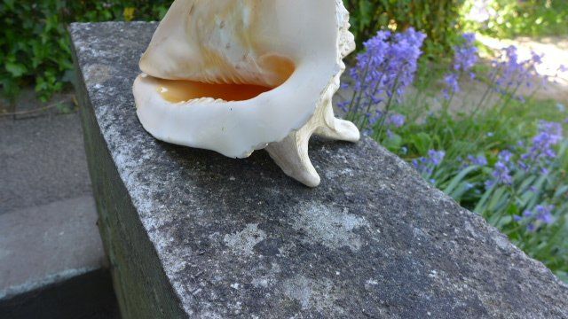 Fossili: Grosse Schnecke Muschel. Cassis Cornuta. – Usato da Zürich venduto da inf_gt6t 5