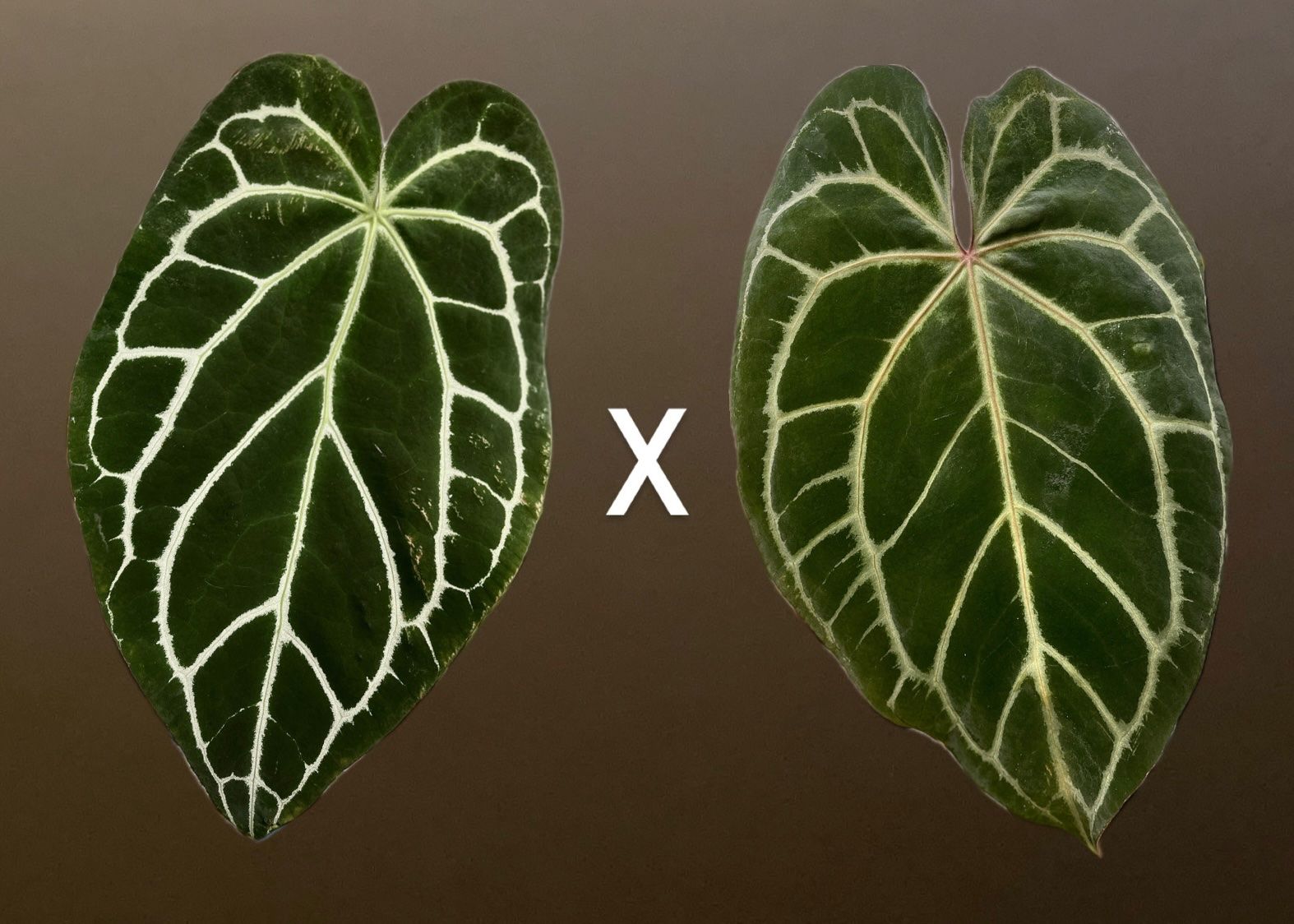 Piante & sementi: Anthurium Crystallinum-Mix – Nuovo e nell'imballaggio originale da Gelterkinden venduto da pflanz_doch_was 3
