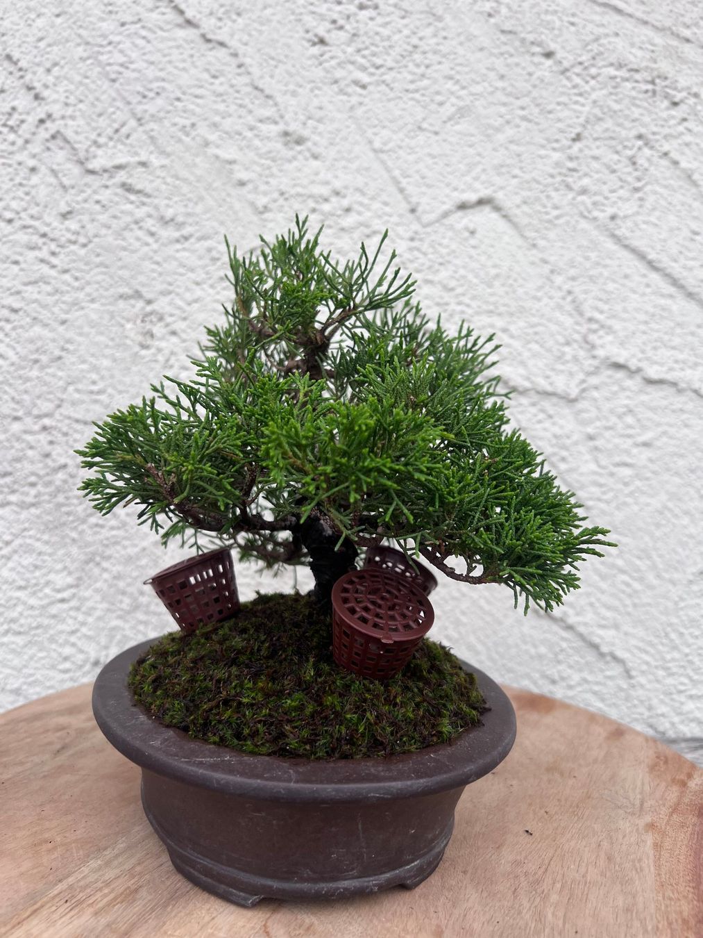Plantes & graines: Juniper ‘Itoigawa’ Bonsai – D'occasion à Genève par dan_tt69 4