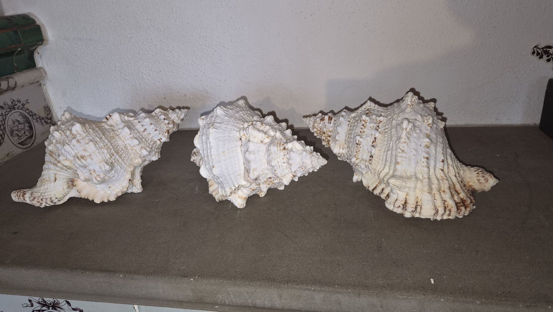 Alle Dekorationen: 3 Riesenmuscheln  – Neu (gemäss Beschreibung) aus Kölliken von MissesBossTop1