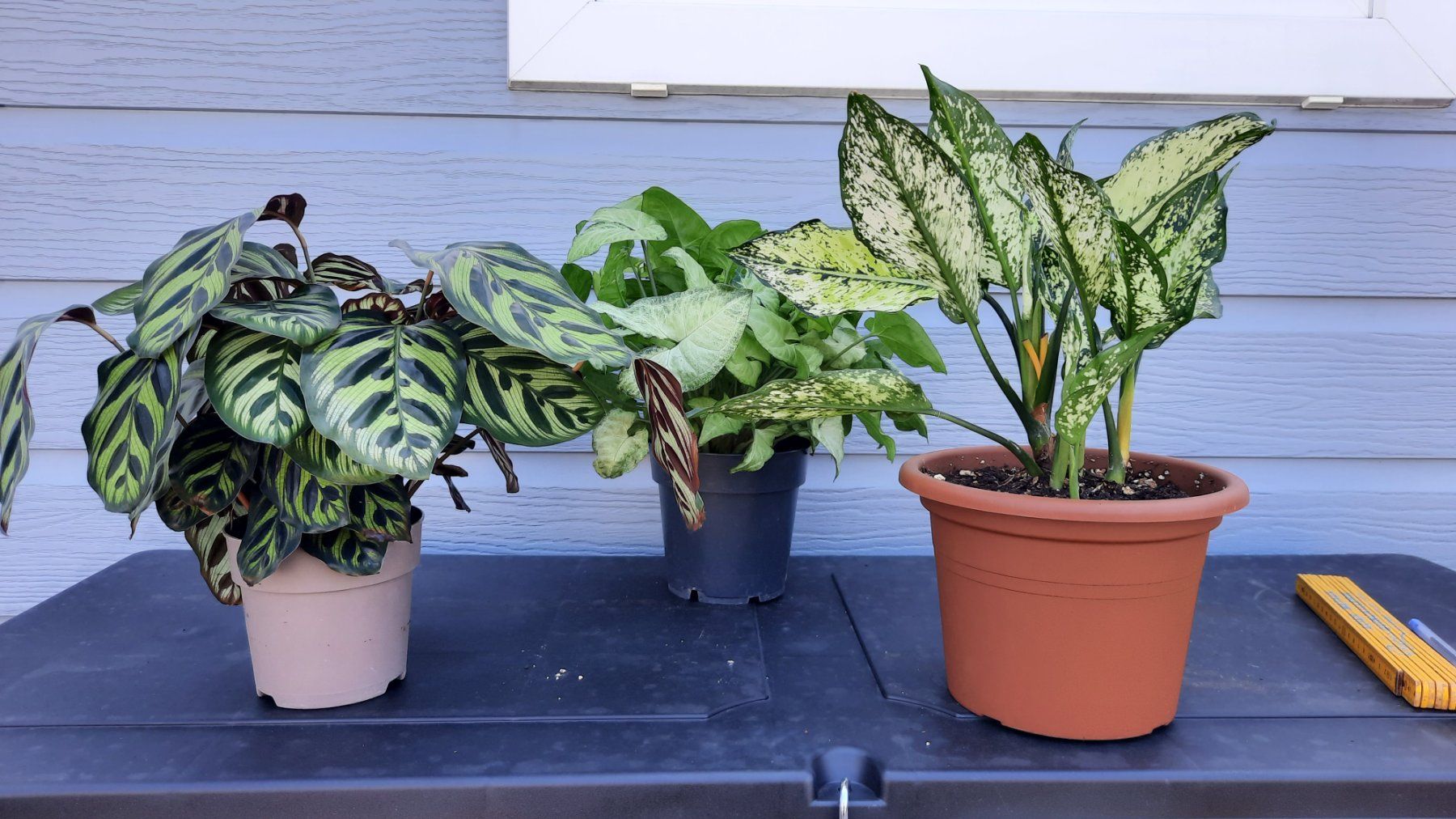 Piante & sementi: Lot belles plantes vertes – Usato da Les Brenets venduto da glo_267f
