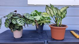 Lot belles plantes vertes