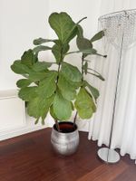 Grosse 1.5 m Geigenfeige Ficus Lyrata