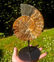 ✨🐚 Ammonit auf Stand in warmen Brauntönen 🐚✨