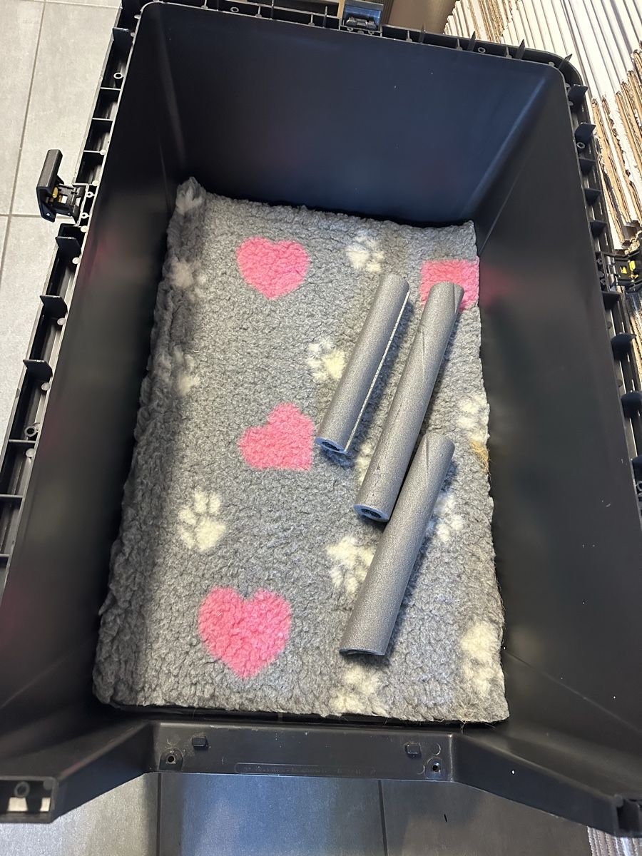 Gabbie, trasporto & Sicurezza: Gebrauchte Transportbox für Hunde – Usato da Belp venduto da M.X 3