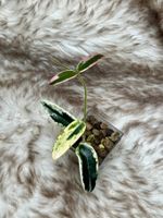 Hoya Lyi ‚Prism‘ 🦄✨