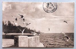 Lac Léman - Les mouettes