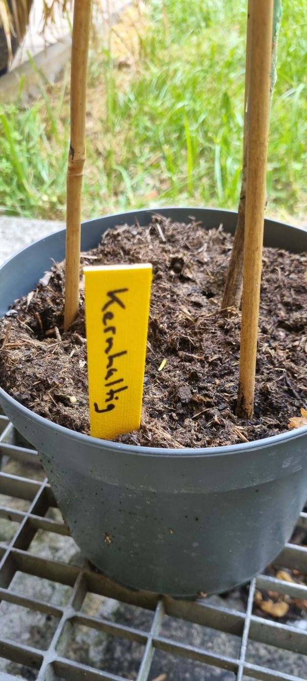 Pflanzen & Samen: Rebstock Sorte Regent Kerner junger Pflanze Topf – Gebraucht aus egliswil von Maggy6 2
