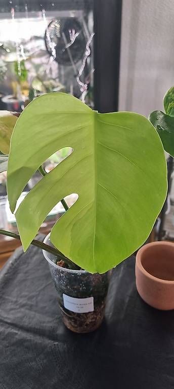Plantes & graines: Monstera variegata Aurea – Neuf avec emballage d'origine à Wallenwil par pet_mz5n 3