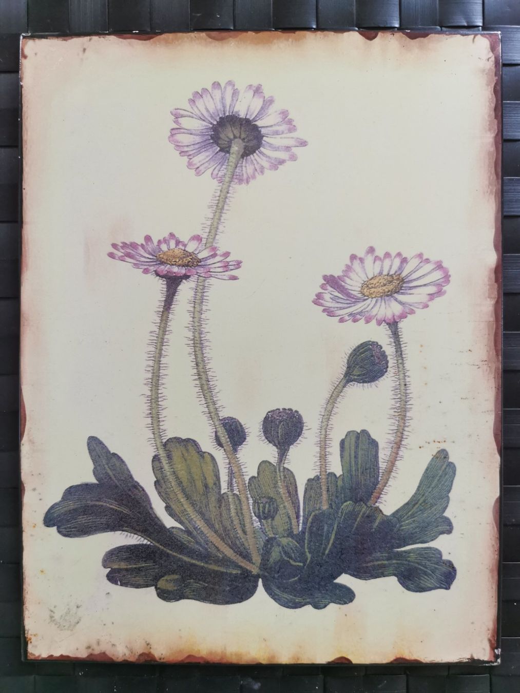 Foto & Immagini: Schönes Blumen Bild auf Blech / Metall – Usato da Boniswil venduto da Totomat-Lady2