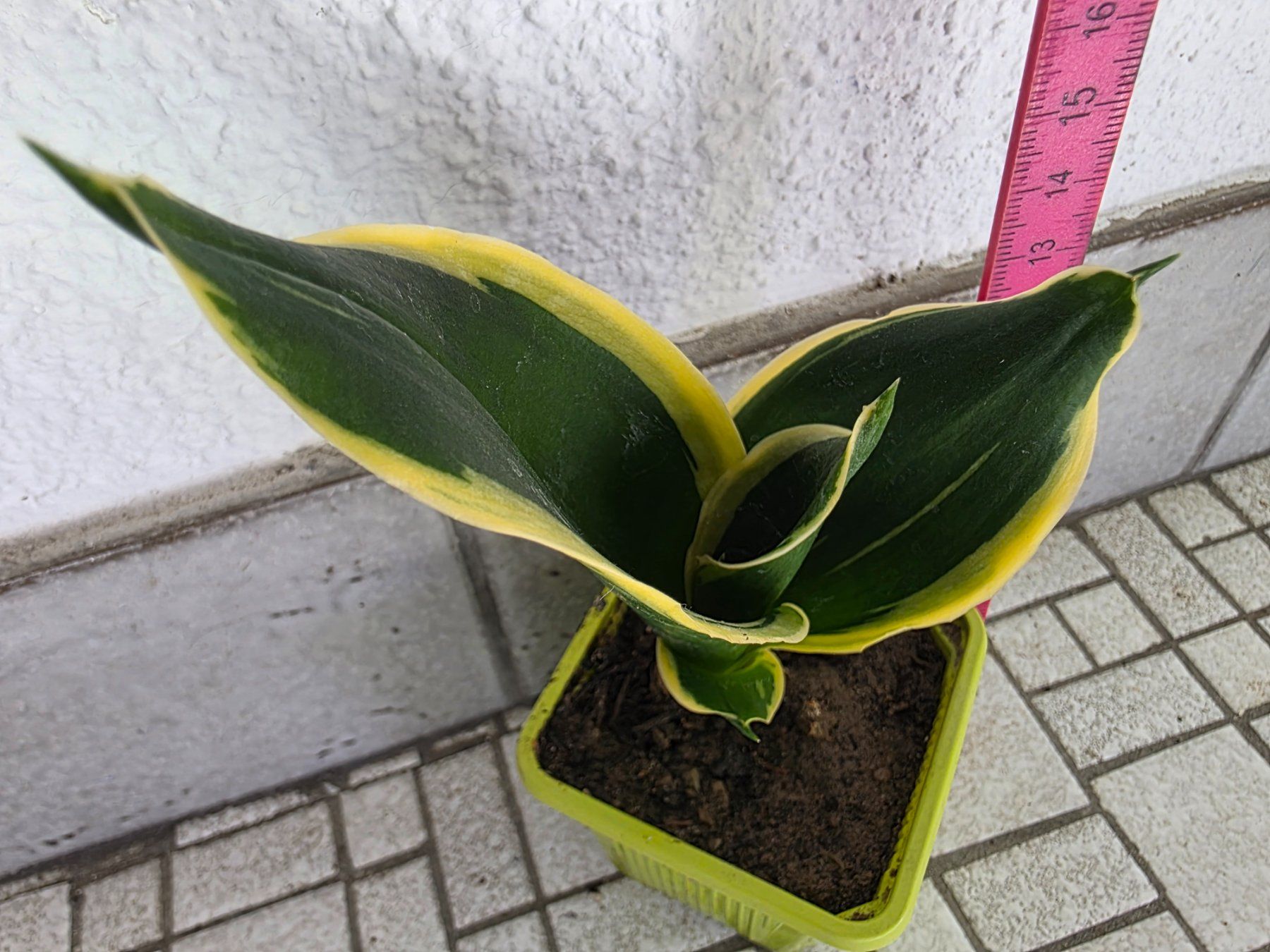 Pflanzen & Samen: Mini Sanseveria "Golden Hanii" / Schwiegermutterzunge – Neu (gemäss Beschreibung) aus Thalheim von silvara01 2
