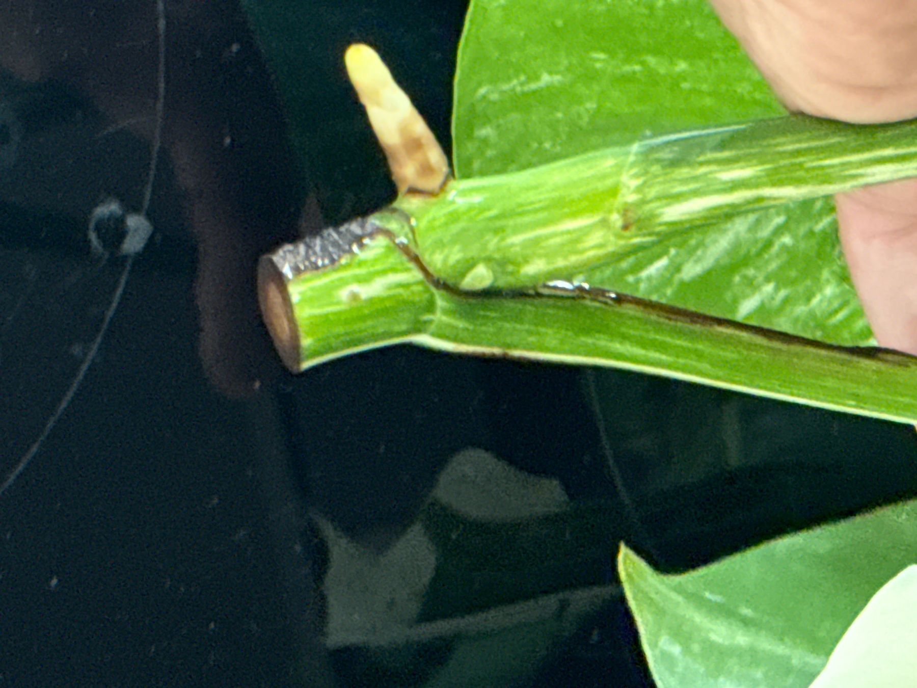 Piante & sementi: Monstera Variegata Half Moon, Steckling in Wasser – Usato da Mendrisio venduto da MonsteraLovers 6