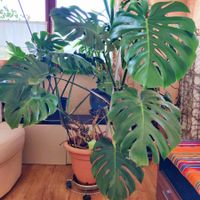 Grosse Monstera Deliciosa Pflanze Lieferung Winterthur