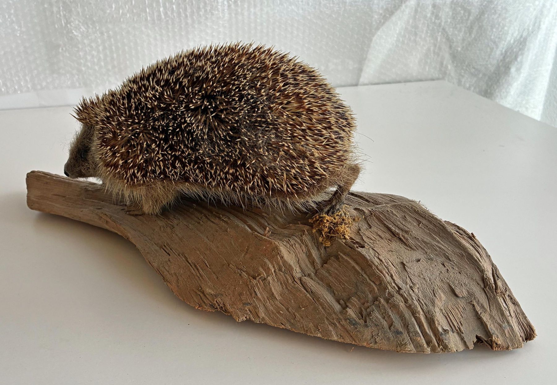 Monde des animaux: Süsser Igel – D'occasion à Bäretswil par robsonantik 2