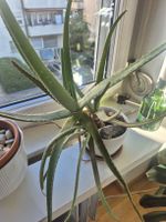Savila und Cactus ca. 30 cm