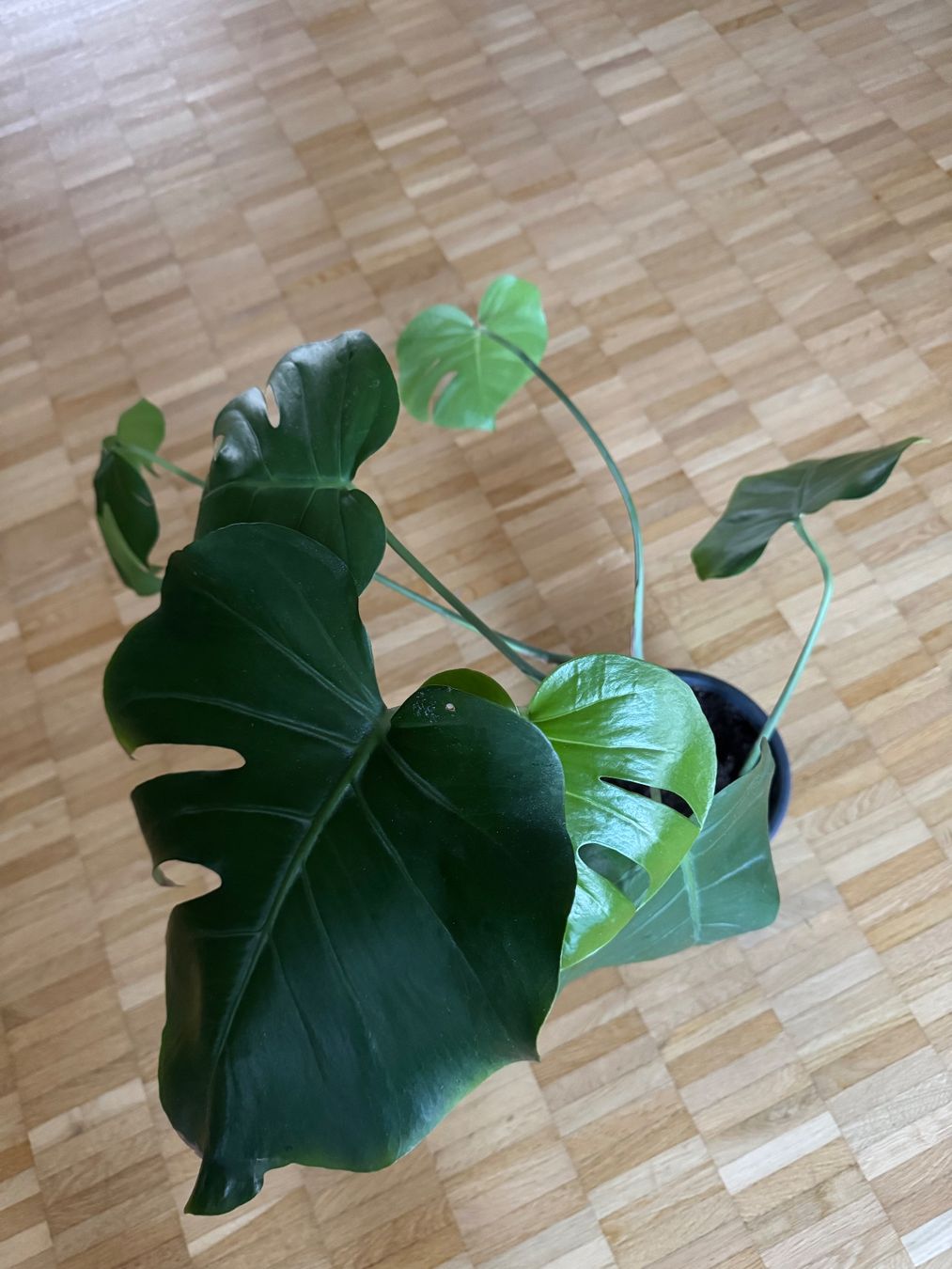 Piante & sementi: Monstera 7 Blätter – Usato da Köniz venduto da Subway78 2