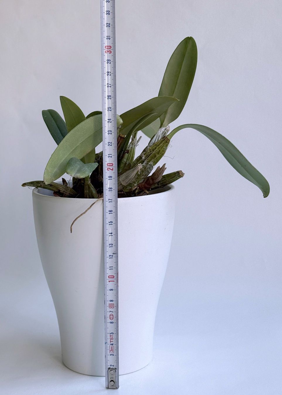 Piante & sementi: Dendrobium lindleyi ***** – Nuovo (secondo la descrizione) da Dübendorf venduto da Orchid18 4